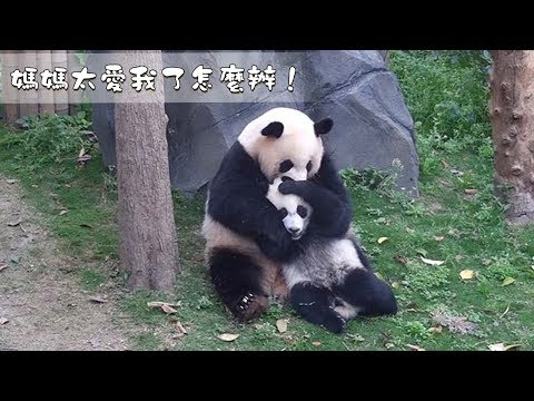 《熊貓早晚安》媽媽太愛我了怎麼辦！ | iPanda熊貓頻道