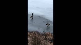 The Deer And Geese At The Icy Pond Buhay Pinay Sa America