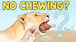 Why Do Wild Predators Swallow Food Whole ?