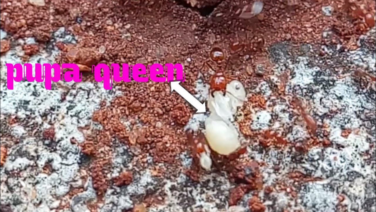 Worker ant carries pupa queen (Tamil)