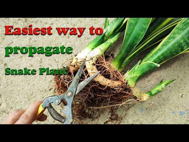 Snake plant propagation | Snake plant propagation from roots tutorial -  YouTube