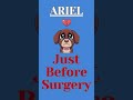 Our beloved rescue dog Ariel 🐶❤️ just had bilateral elbow surgery 🦴 and needs help ...