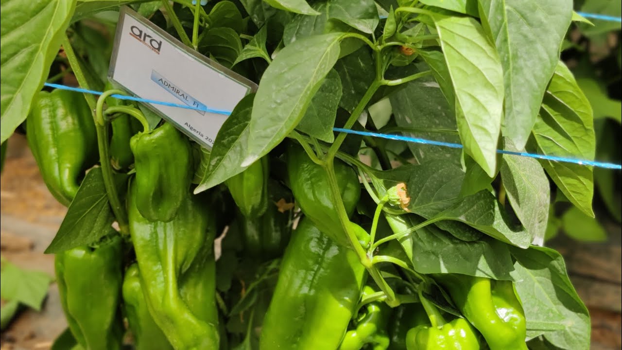 متابعة صنف أدميغال لشركة أرض