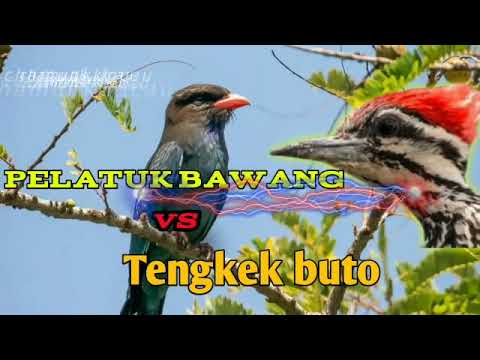Masteran pelatuk bawang sambung tengkek buto  dengan jeda