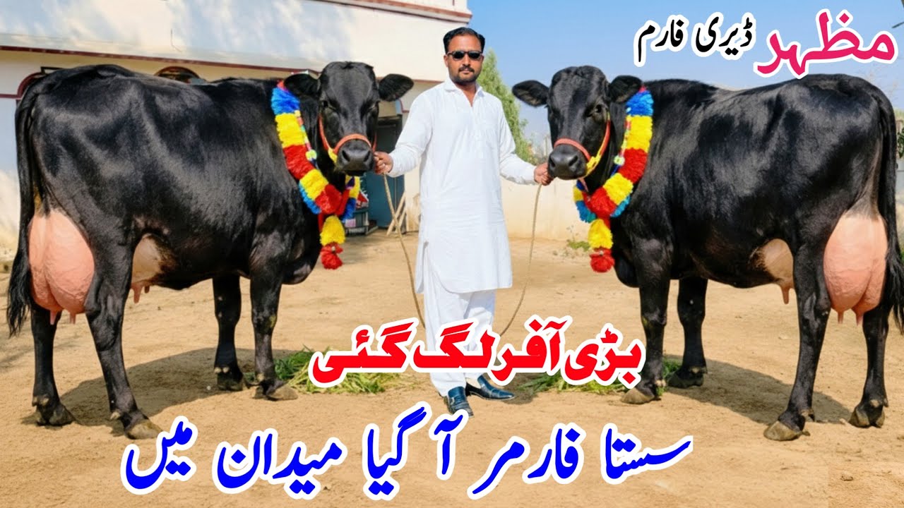 Mazhar Dairy Farm | Black Jersey Cow for Sale in Punjab Pakistan | Cross Cows  Best Dairy Deal 2026🐄