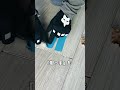 【悲報】5秒で床を直そうとした結果、家が壊れかけました🔨(衝撃のラスト)