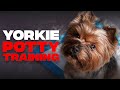 Yorkie Potty Training: Guide To House Train Yorkshire Terriers[STEP-BY-STEP]