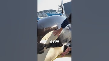 This Is How An Orca Gets Cleaned #shorts #orca