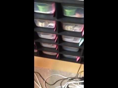 Ball python lock up and quick collection update