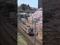 東急田園都市線と桜 2026
