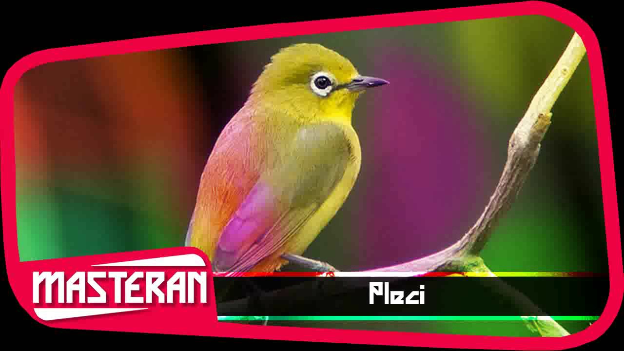 MASTERAN DURASI PANJANG | Ocehan Suara Burung Pleci 11 