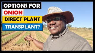 Onion Farming in Zambia: 2022 Update 4 (May 25): Onion on Westgate: Transplanted vs Direct Seeded