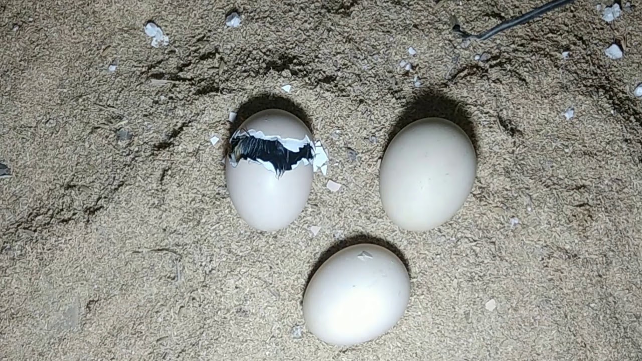 After 21 days eggs haching in incubator. All eggs are hach first time.