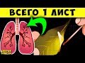 Дым Лаврового листа способен Даже на Такое... Необратимые Процессы даже от 1 листа!