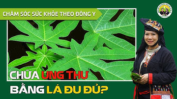 Chữa ung thư bằng lá đu đủ?