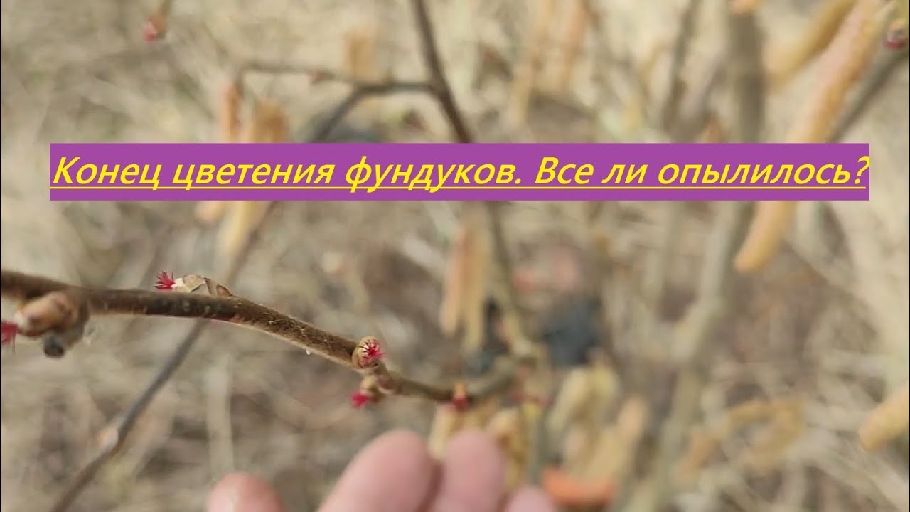 Конец цветения Ивантеевских сортов фундука в средней полосе (Татарстан). Выводы