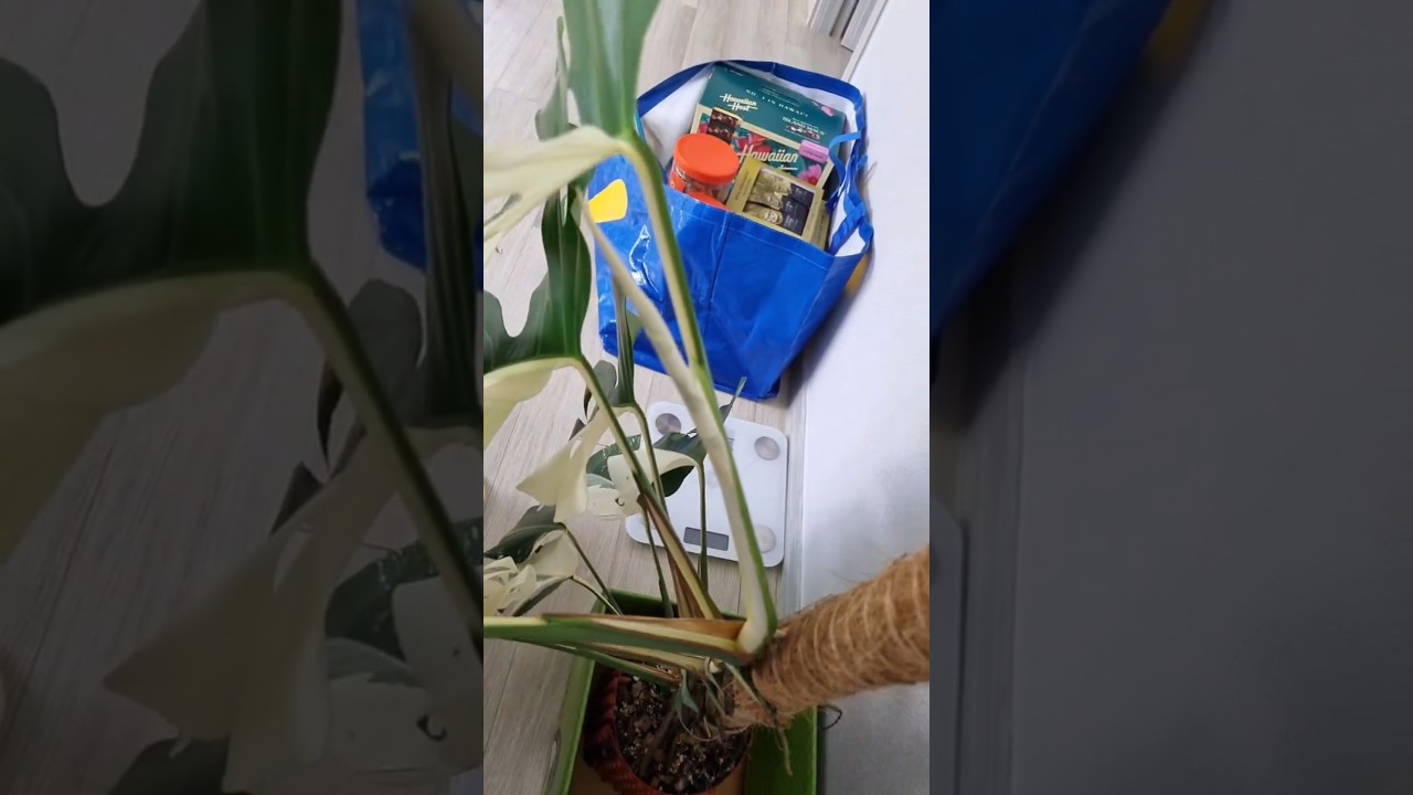 몬스테라 하프문 새 잎이 나오는 계절 :)  new half-moon Monstera leaves 