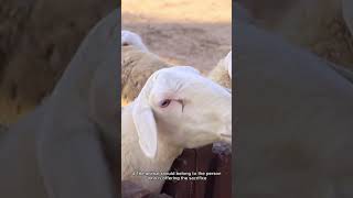 Eid Ul Adha Qurbani 6 Conditions For Udhiyah Sacrificial Animal Islam Qna