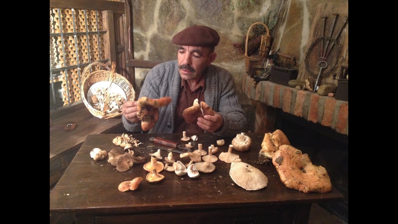 Recogiendo setas en Guadalajara 