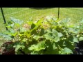 Beginning of video