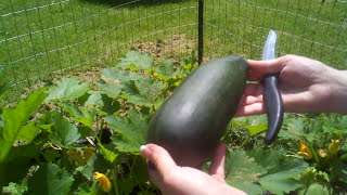 Growing Zucchini in Raised Beds - Harvesting my first zucchini ever!