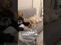 ひっくり返って私の横で爆睡する犬系彼氏の麹くんです🐾#ゴールデンレトリバー#goldenretriever