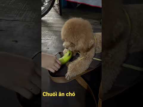 Video Chuối ăn chó - youtube