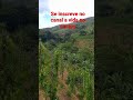 plantio de cará inhame aproveite para ver essa paisagem