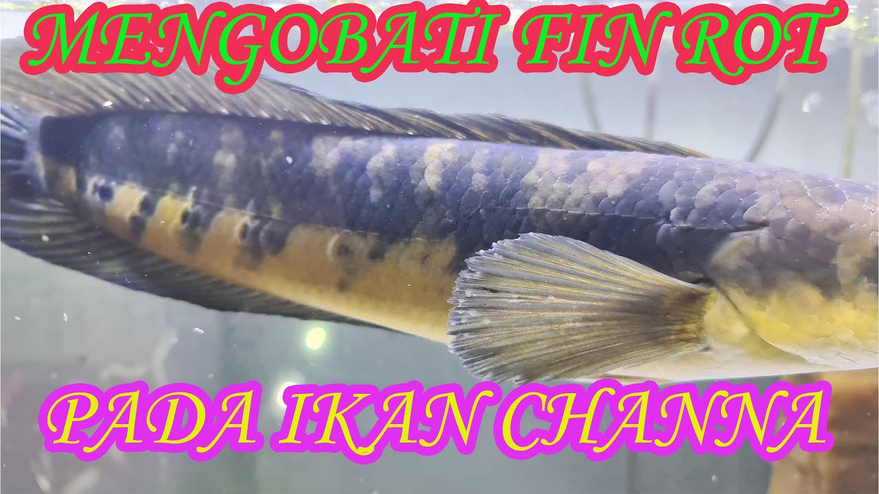 Mengobati Sirip Rusak Pada Ikan Channa
