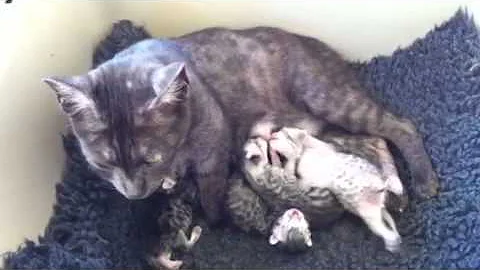 Video 1293681: silver egyptian mau kittens, kittens cattery
