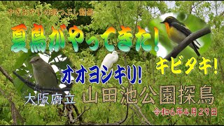 夏鳥に会えました【山田池公園】