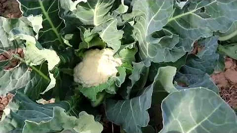 How and when to harvest a Cauliflower - DayDayNews
