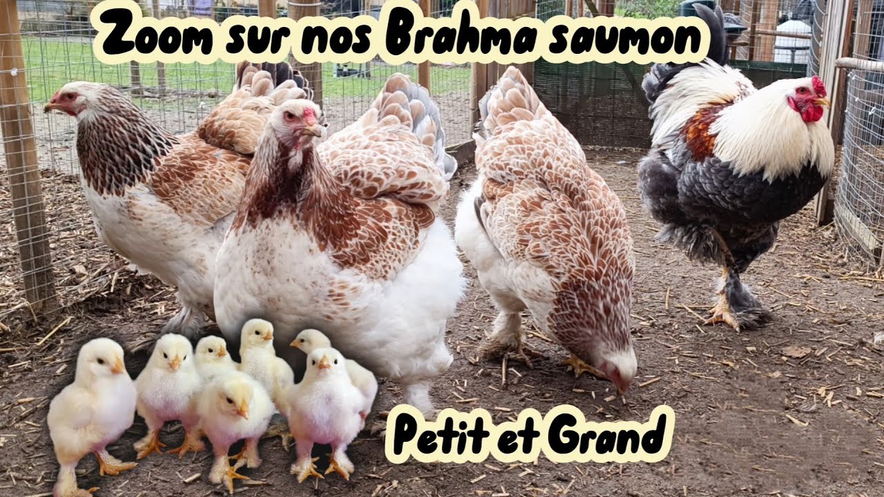 POULE ET COQ  BRAHMA couleur saumon et leurs poussins !