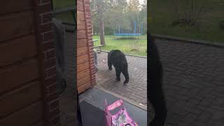 Curious Bear Appears at House's Front Door