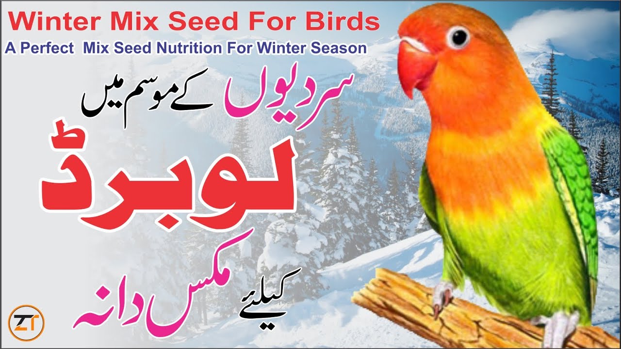 Love Birds Mix Seeds For Winter SeasonA Perfect Mix Seed Nutrition For