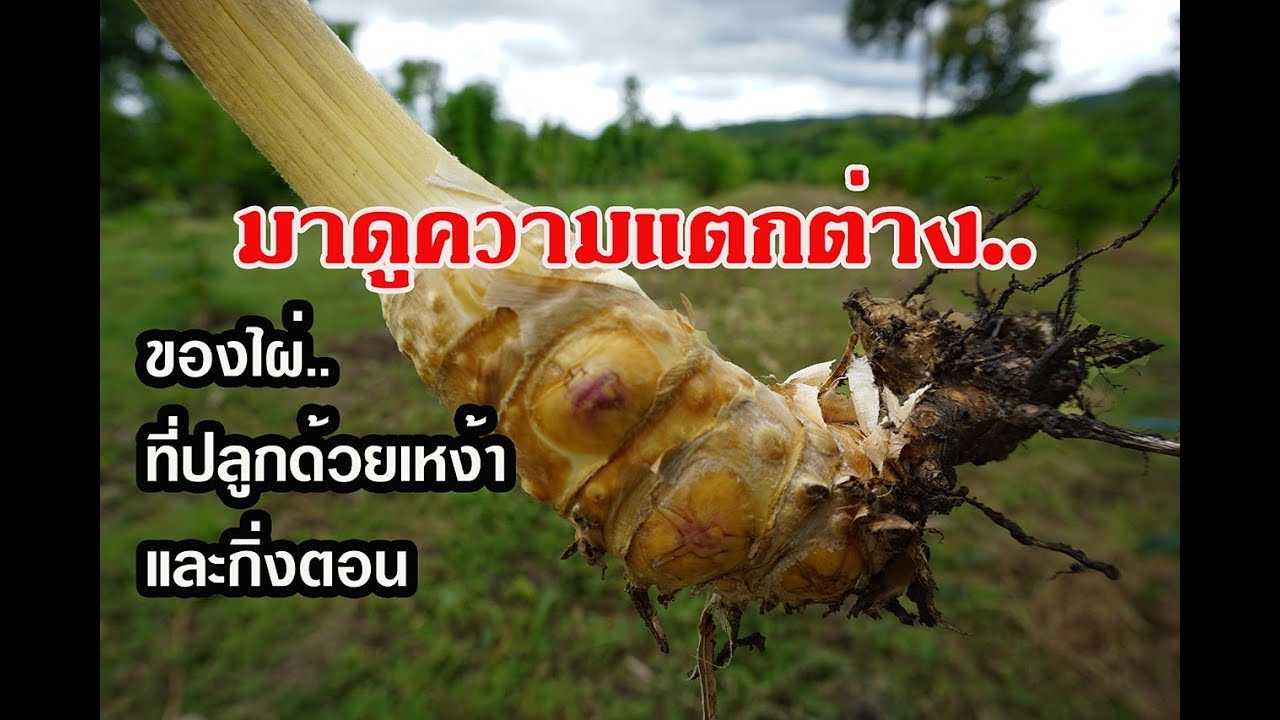 ความแตกต่างระหว่างไผ่ที่ปลูกด้วยเหง้าและกิ่งตอน