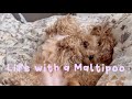 Life with a Maltipoo 🤎 Sunday vlog 🧸☀️🐾