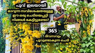 ഇനി വിഷുവിനു കണിക്കൊന്ന വേണ്ട| Golden cascade hidden features explaining| Oru Tech Yathra