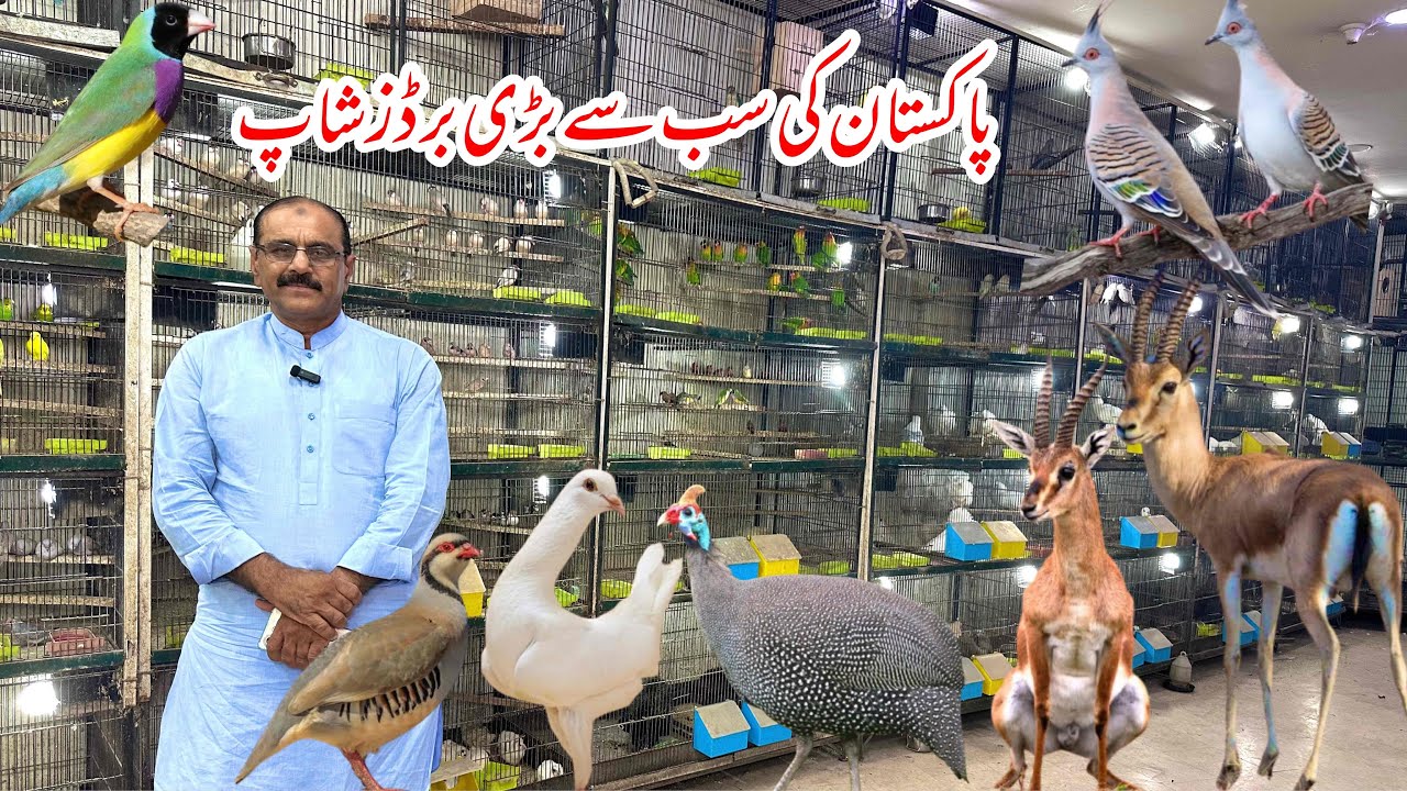 Bigest Pet shop in Pakistan Multan | Birds Market Rasheedabad 12 October 2025 | birds paradise