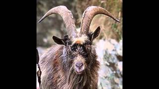 The Lowell Goat Chronicles