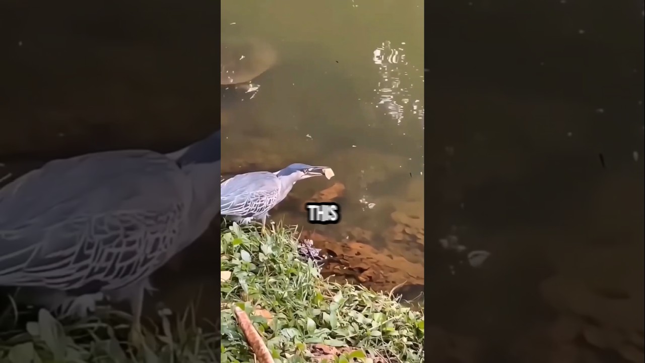 🎣🐦 Рыболовный трюк гениальной птицы
