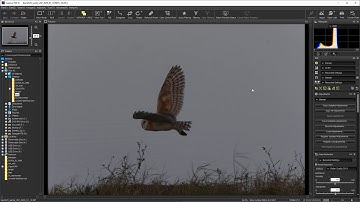Basic bird editing in Capture NXD