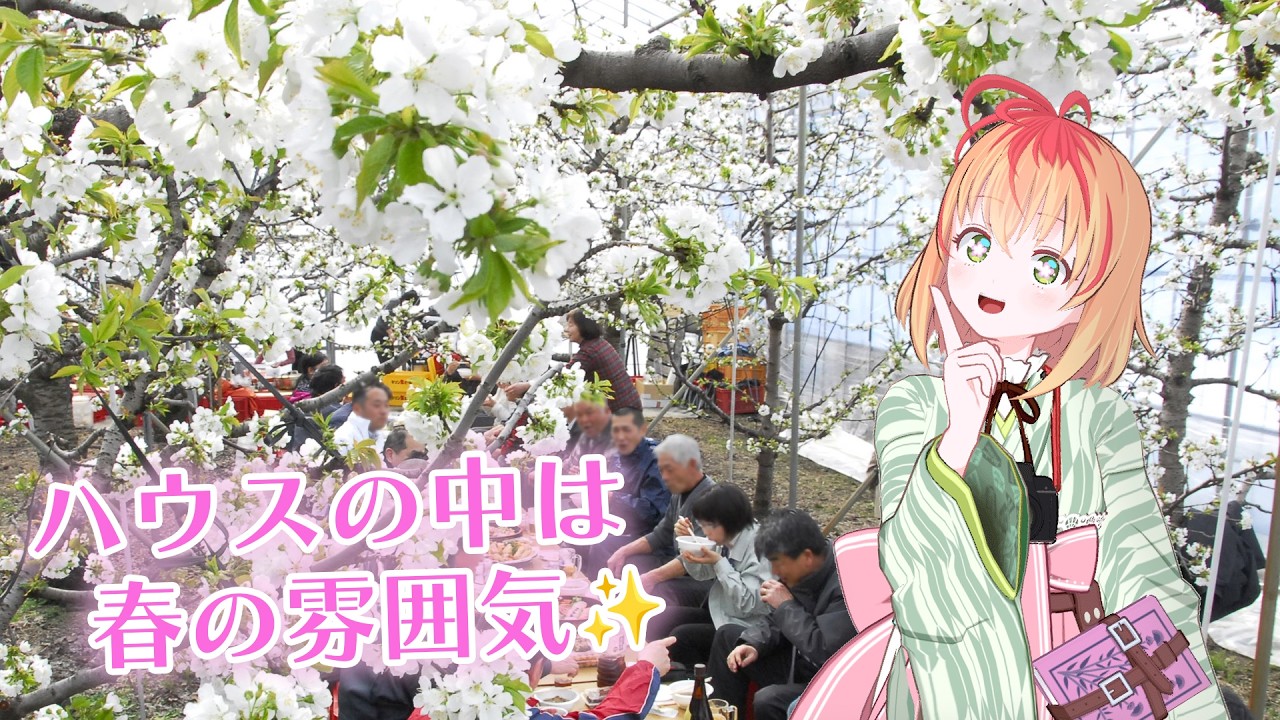 An early spring atmosphere: Cherry blossom viewing party at the
