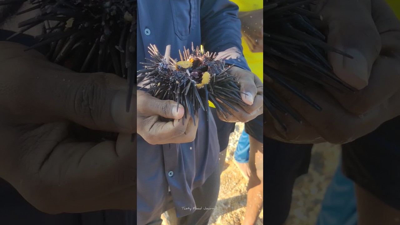 😱🤯கடல் முறை💥🌀/Sea urchins 😱/sea urchin eating live/