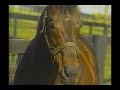 Danzig & Mr Prospector at Claiborne Farm