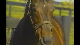Danzig & Mr Prospector at Claiborne Farm