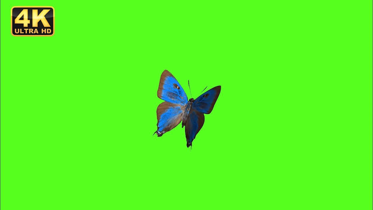 blue butterfly flying, butterfly green screen, butterfly blue