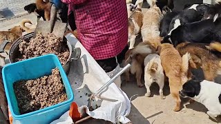 Improve The Food For The Dogs At The Base, Add Canned Dog Food To Ensure Their Nutrition by THE Barber Rescues Stray Dogs 530 views 12 days ago 8 minutes, 12 seconds