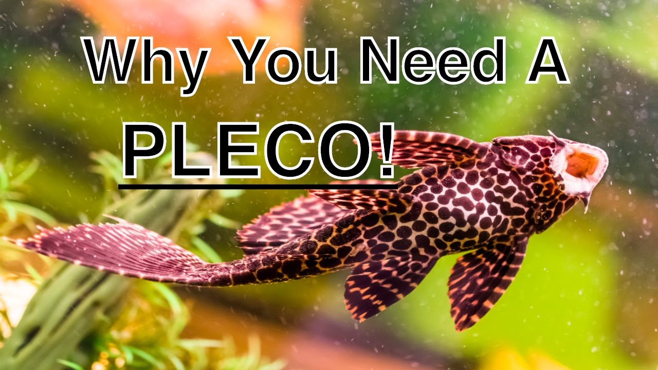 The Benefits Of Having A Pleco In Your Aquarium YouTube