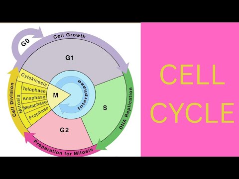 Cell Cycle PPT/Lecture||Medical PPT||Notes|Presentation||Meds ...